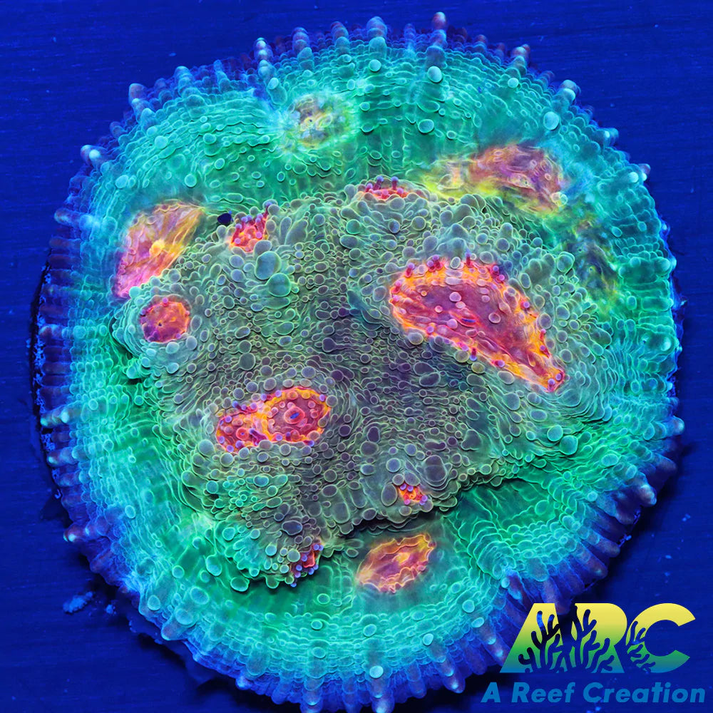 OG Purple Urkle Chalice