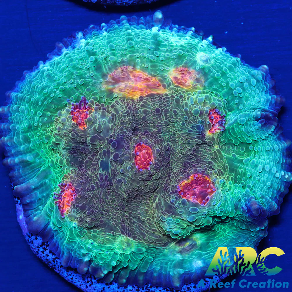 OG Purple Urkle Chalice