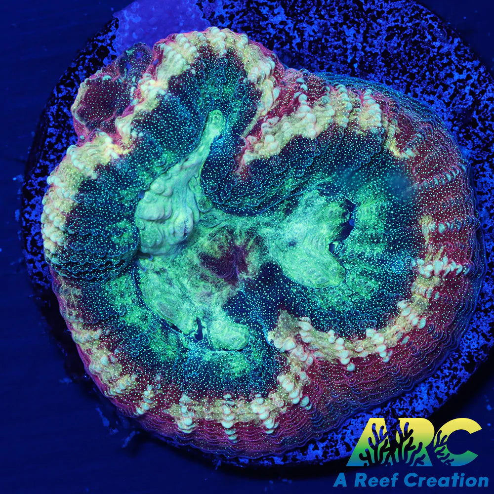 Brent's Reverse Prism Favia