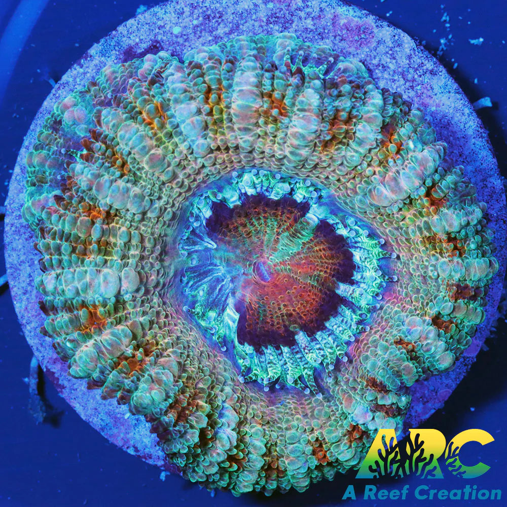 FF Blue Magic Acan