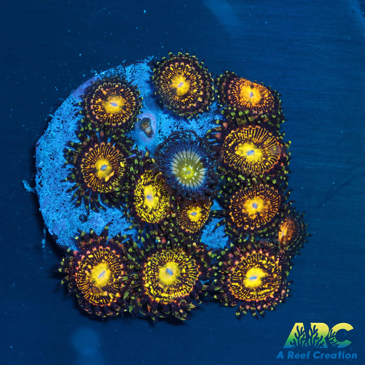 UC Grim Reaper W/ Frozen Apple