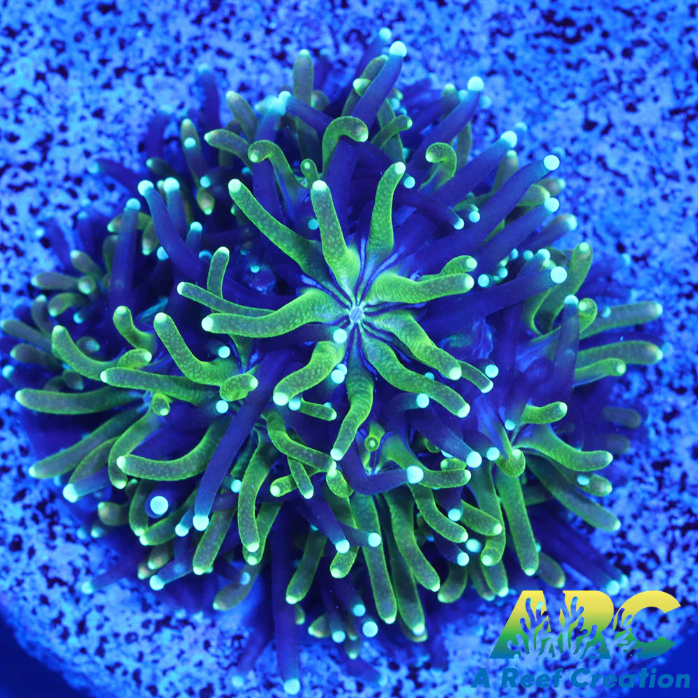 ARC Lemon Lime Galaxia