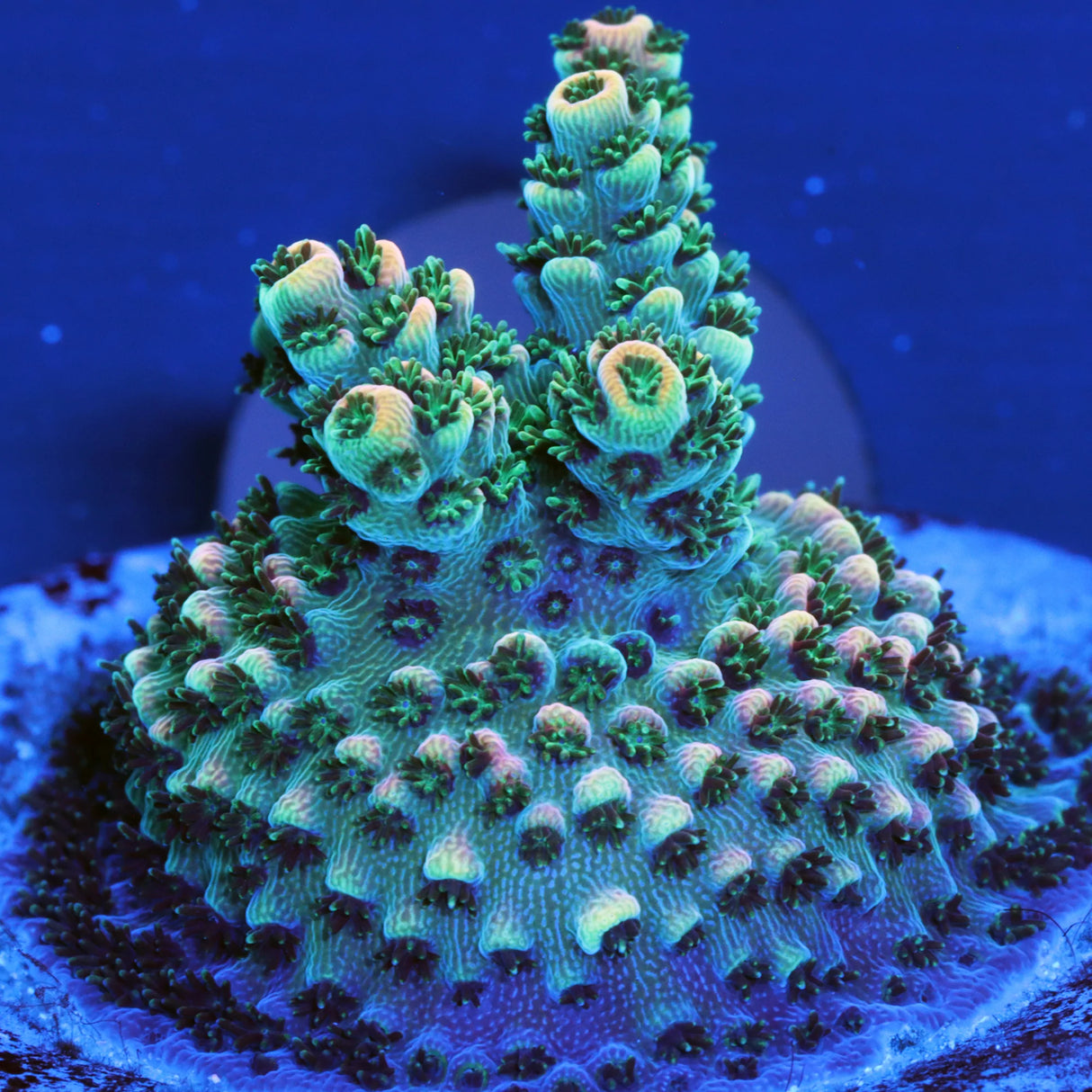 Sweet Encrusted Acro