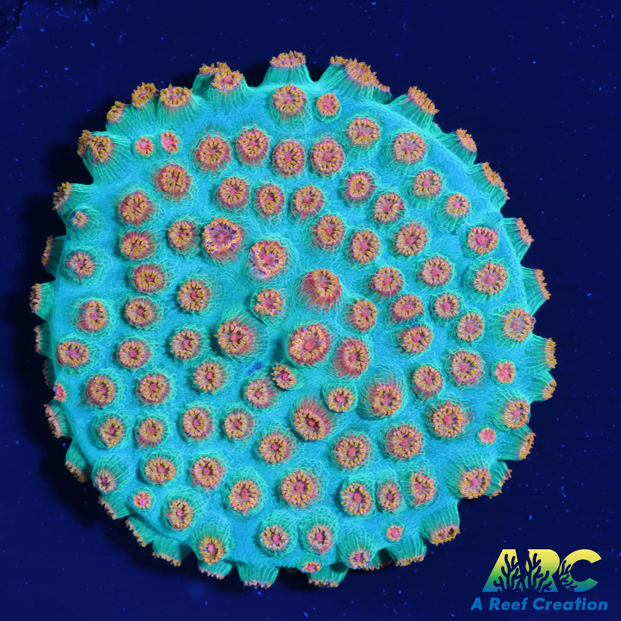 Space Invader Cyphastrea