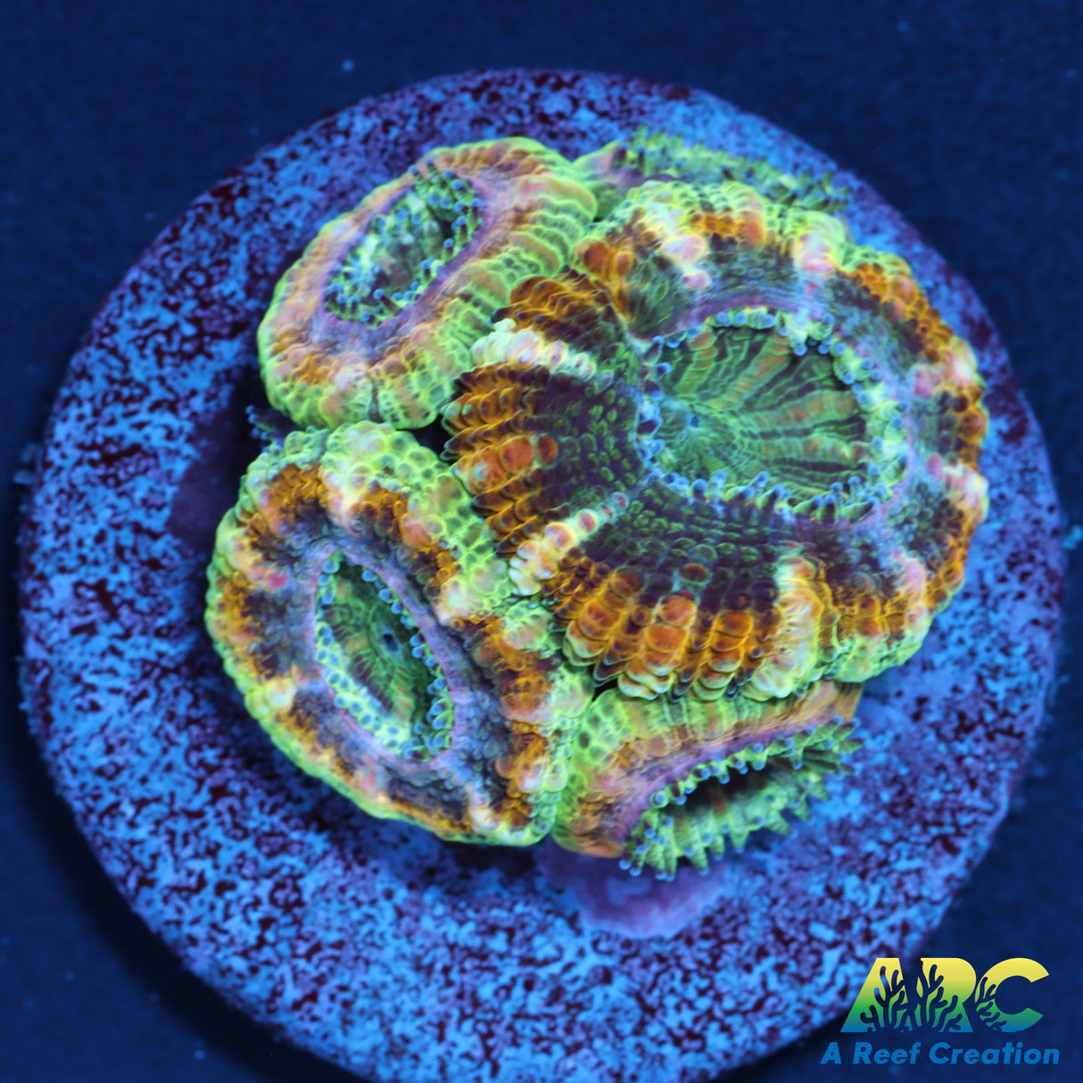 ARC Lavender Acan