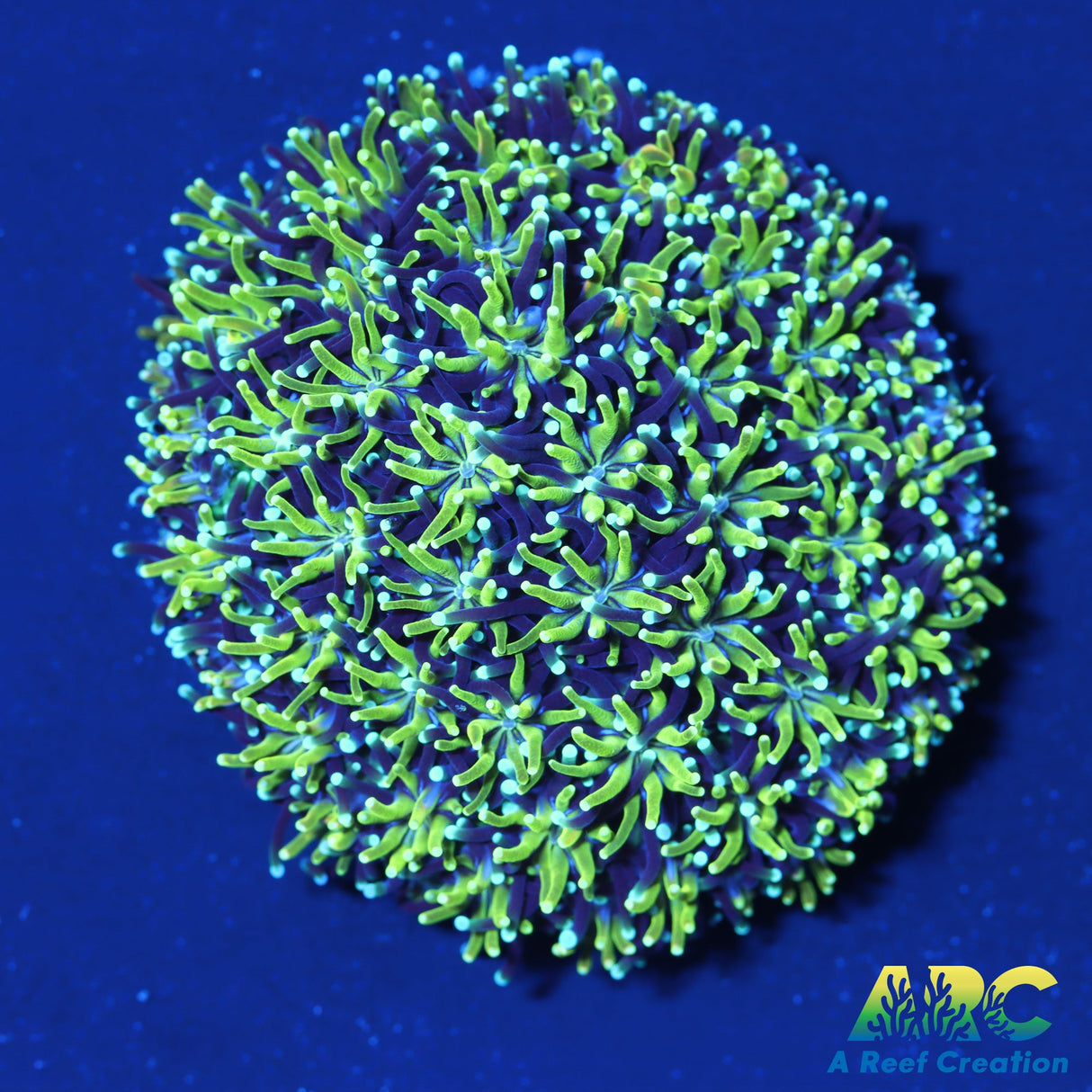 ARC Lemon Lime Galaxia