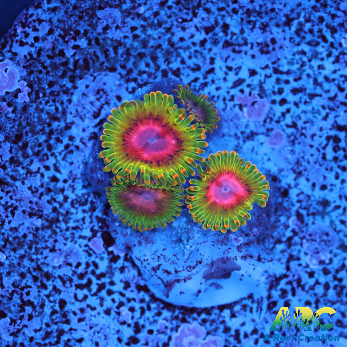 Awesome Blossom Zoas