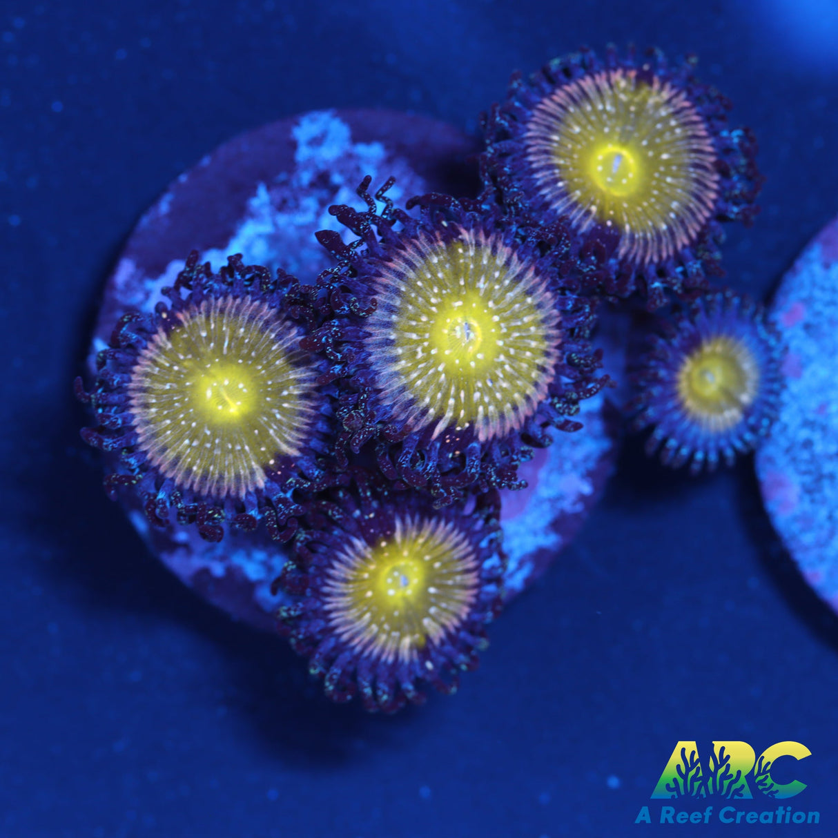 TSA Frozen Apples Zoa