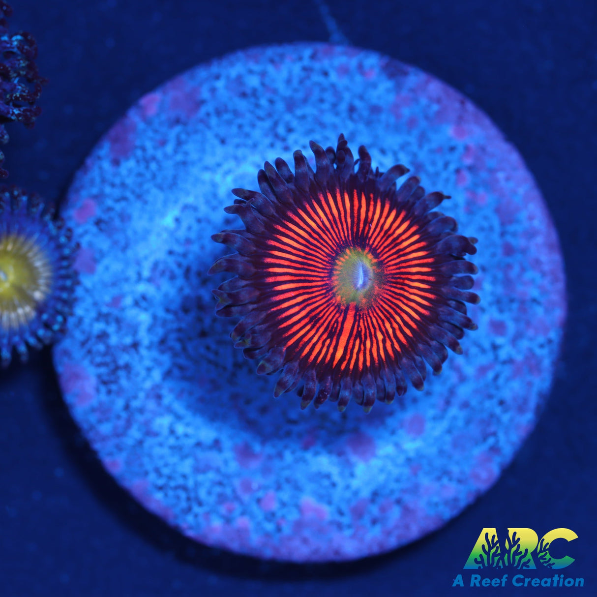 God of War Revolution Zoa