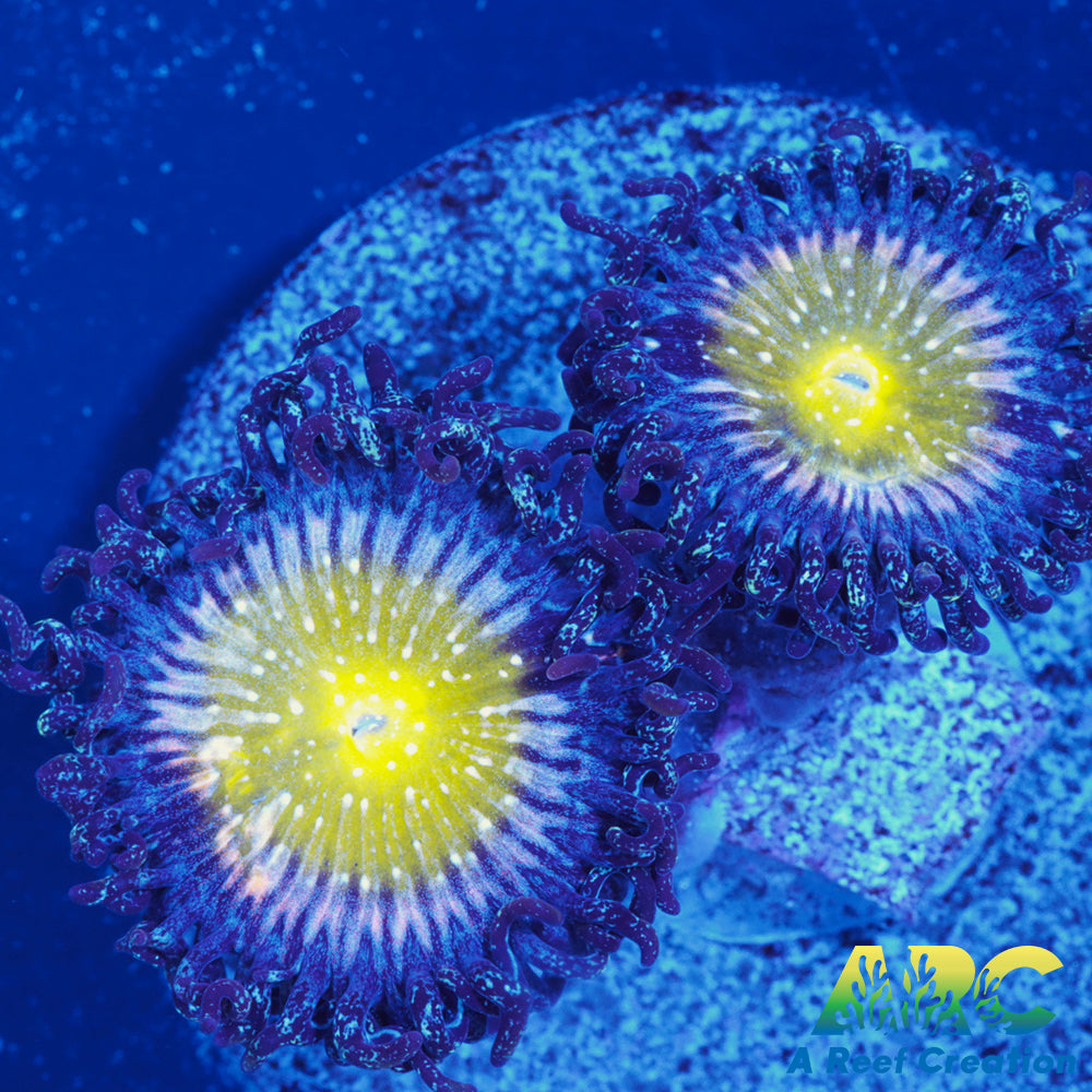 TSA Frozen Apples Zoas