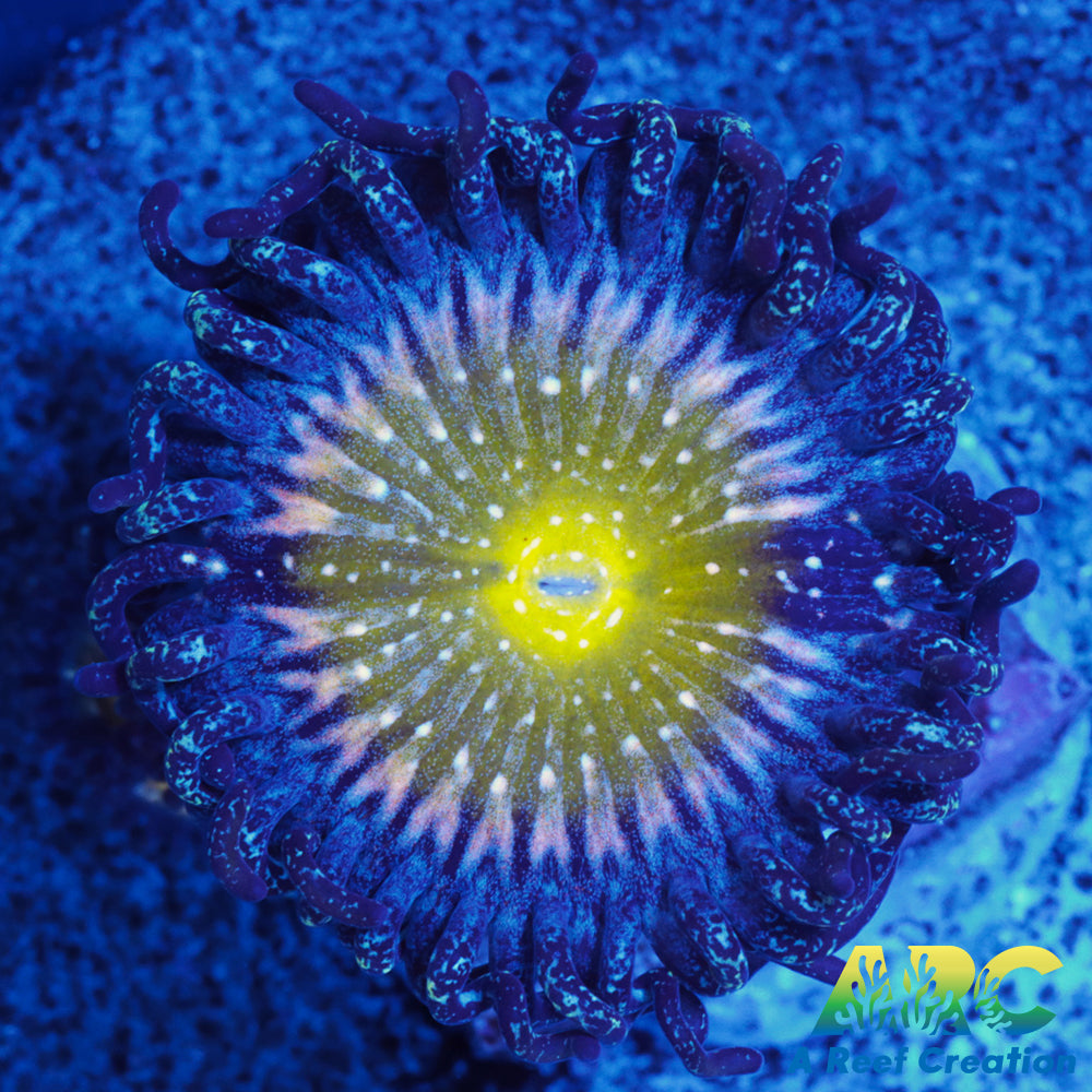 TSA Frozen Apples Zoas