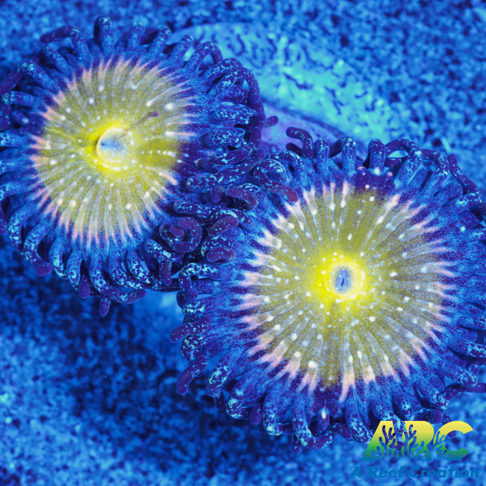 TSA Frozen Apples Zoas