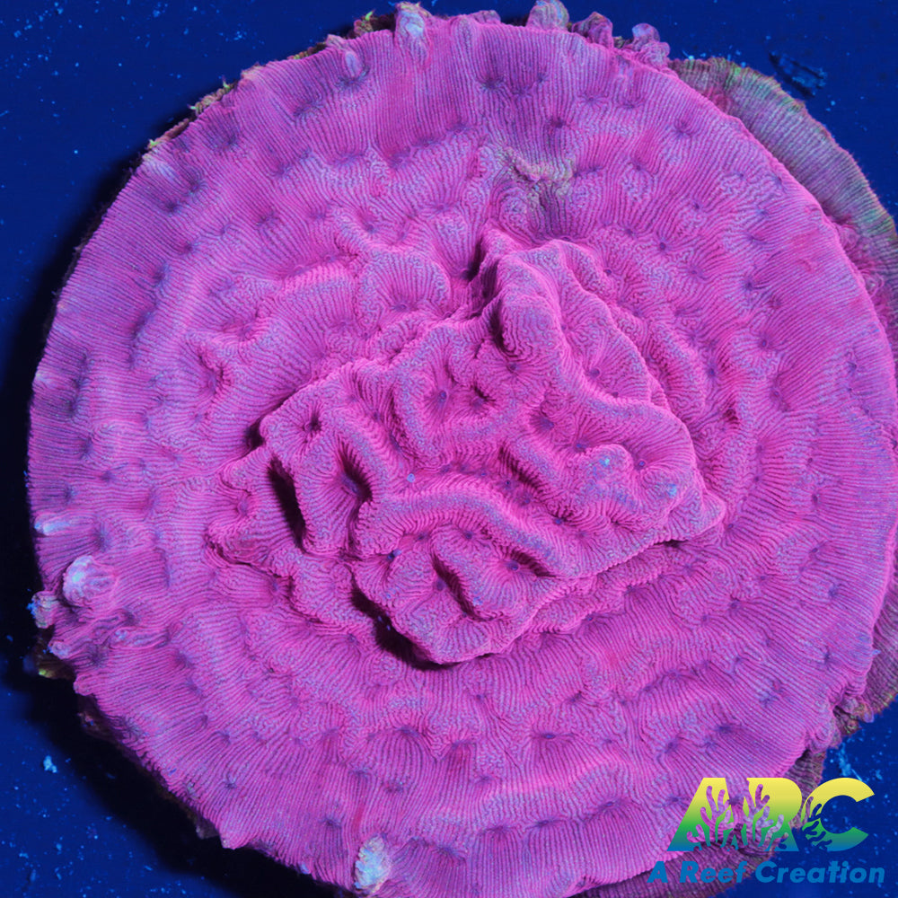 WWC Pink Flamingo Lepto