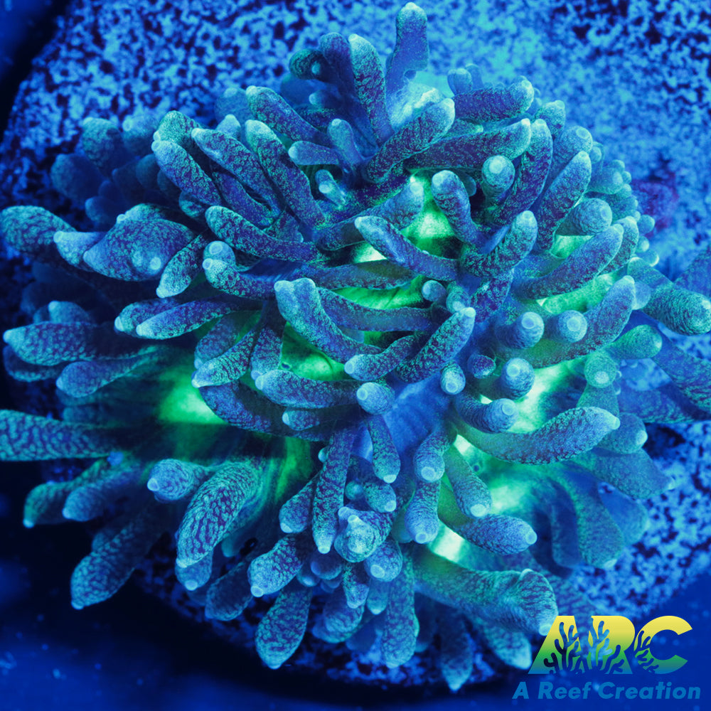 ARC Ice Dragon Hydno