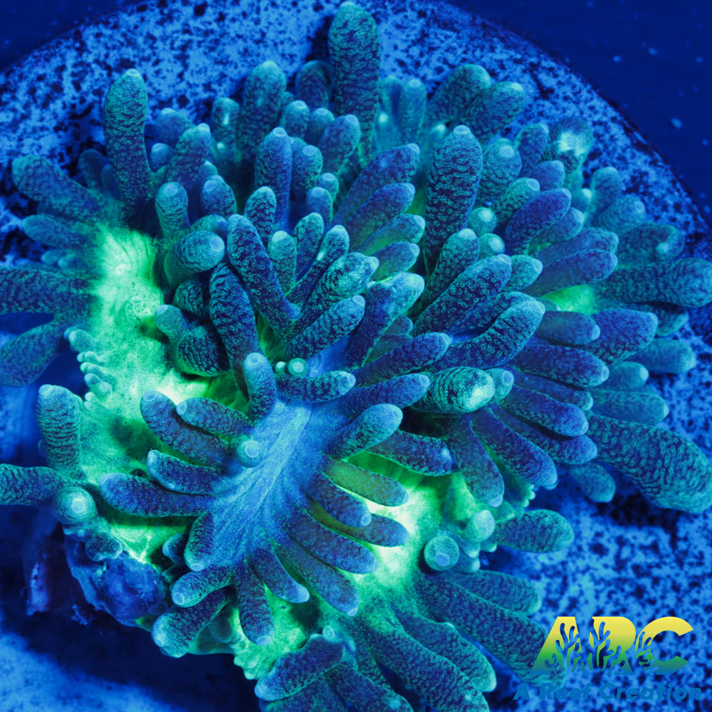 ARC Ice Dragon Hydno