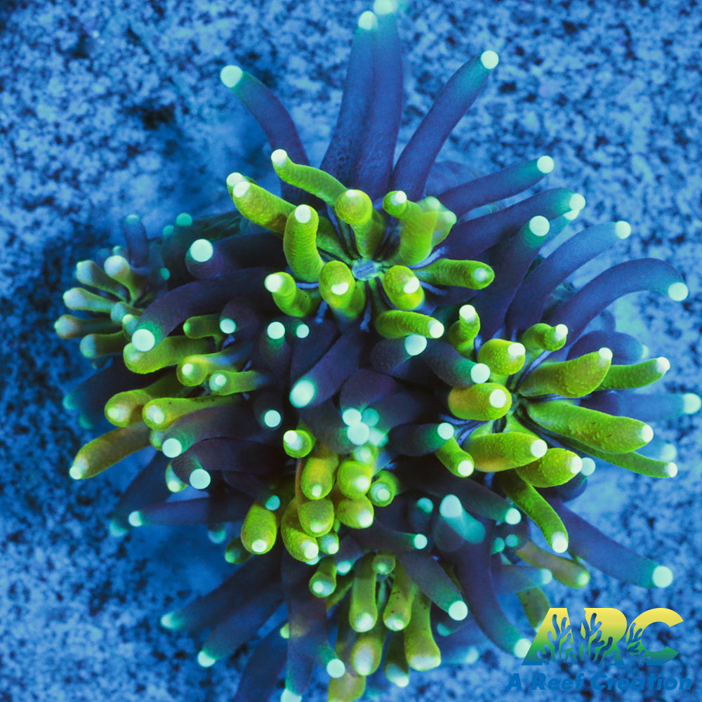 ARC Lemon Lime Galaxia