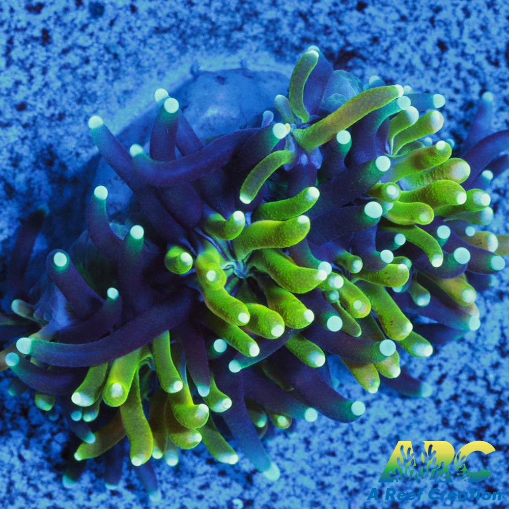 ARC Lemon Lime Galaxia