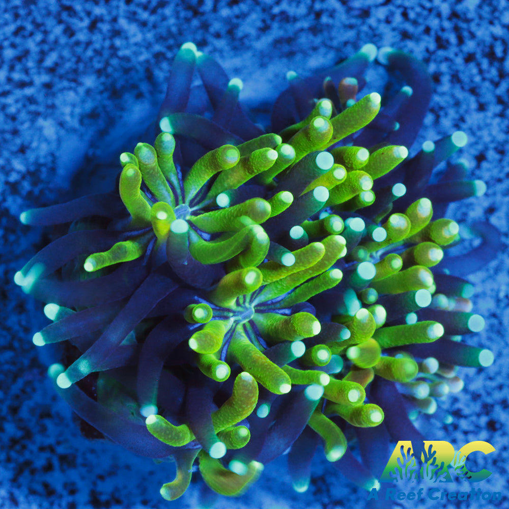 ARC Lemon Lime Galaxia