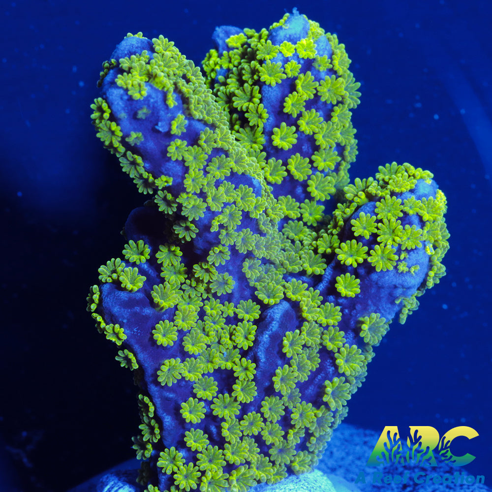 Tubbs Stellata Monti