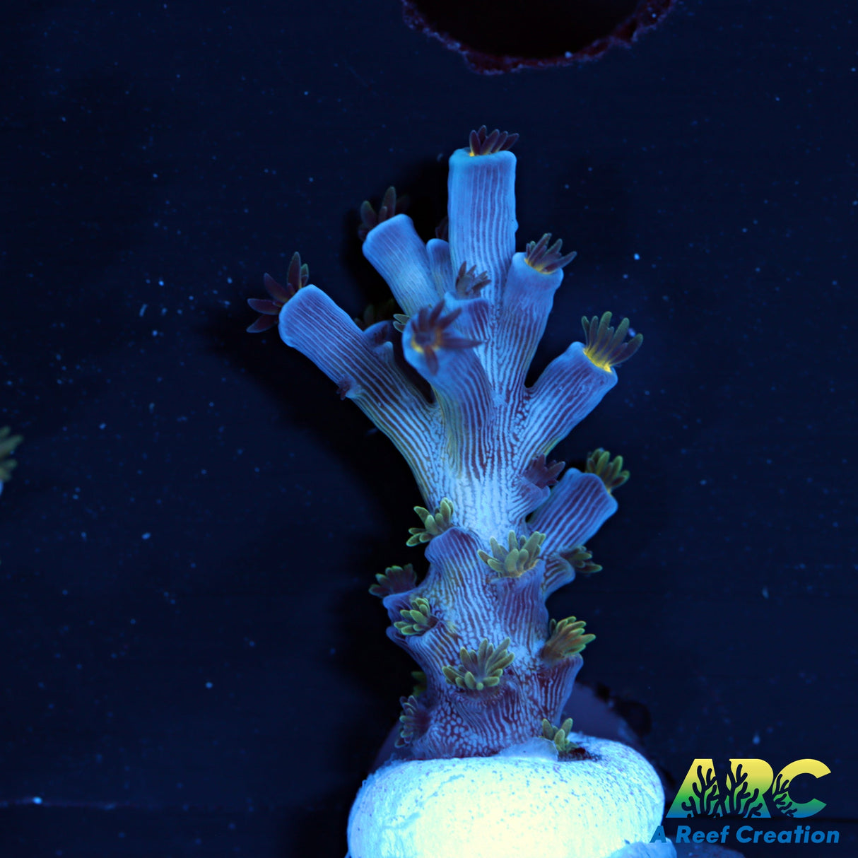 CC Pink Highlighter Acro