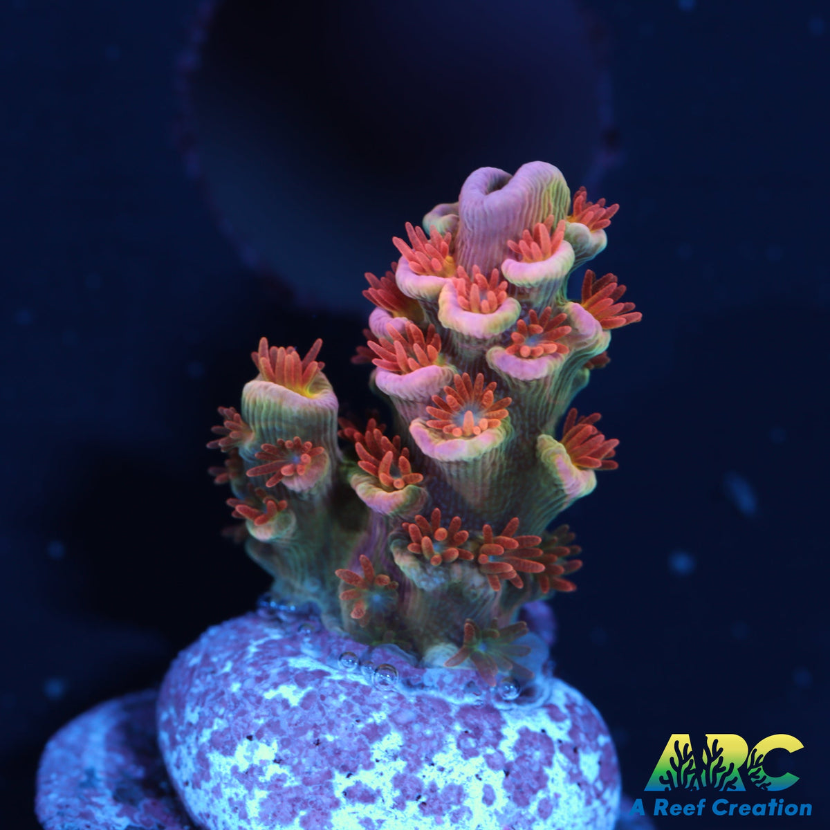 TGC Cherry Bomb Acro A Reef Creation