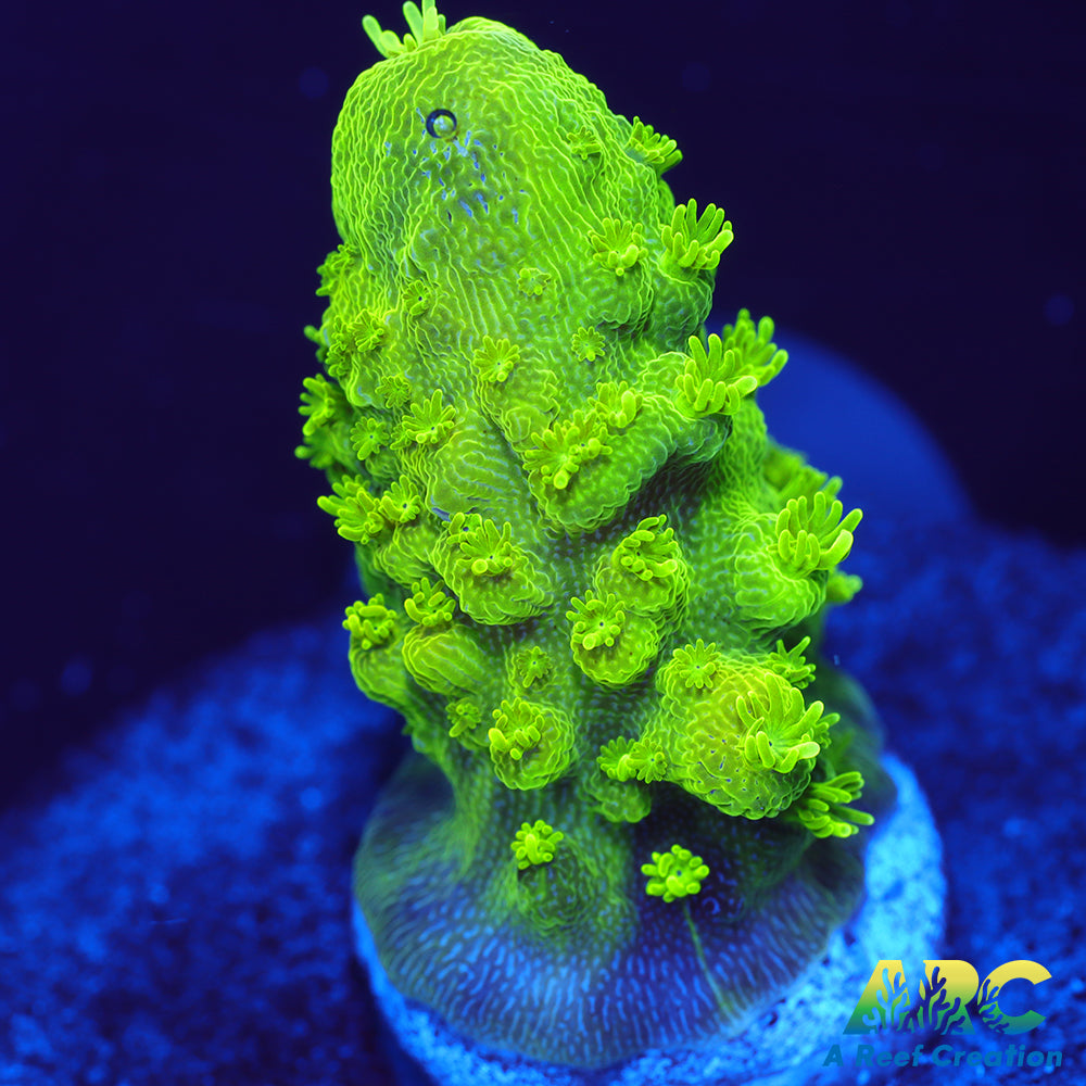 ARC RandyO's Humilis