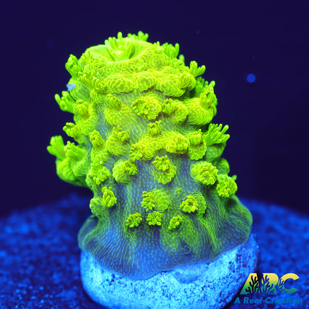 ARC RandyO's Humilis