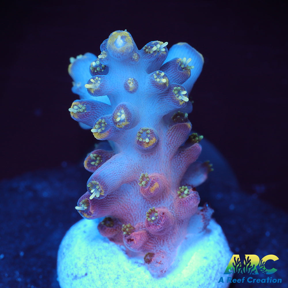 WWC Forgemaster Acro