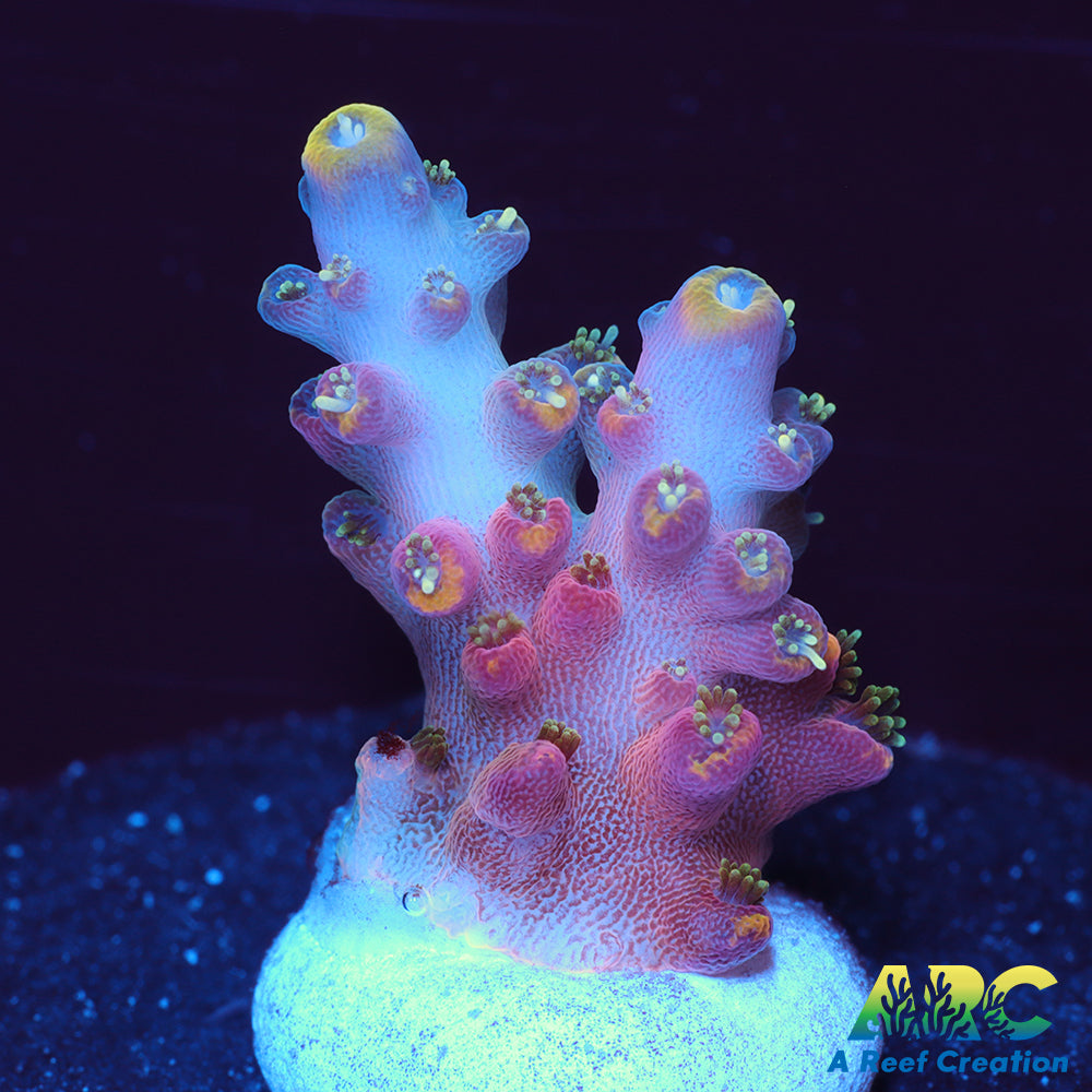 WWC Forgemaster Acro
