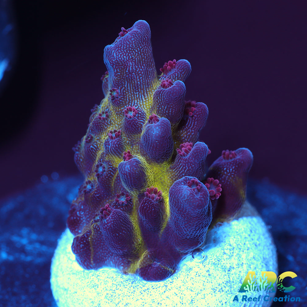 Sanjay's Red Photon Acro