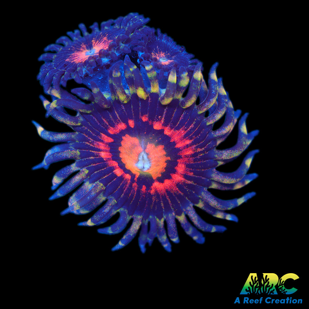 Rainbow Incinerators