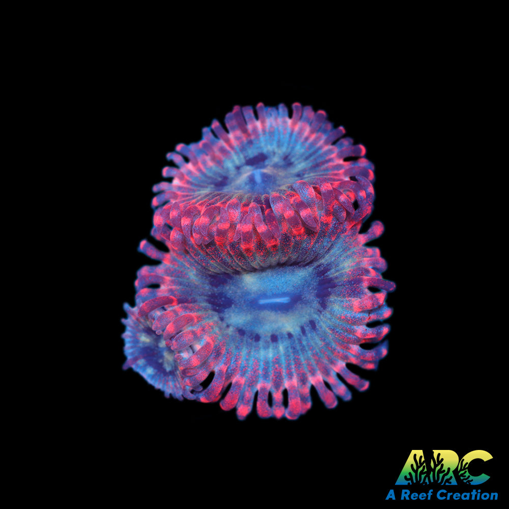 CC Frozen Fury Palys