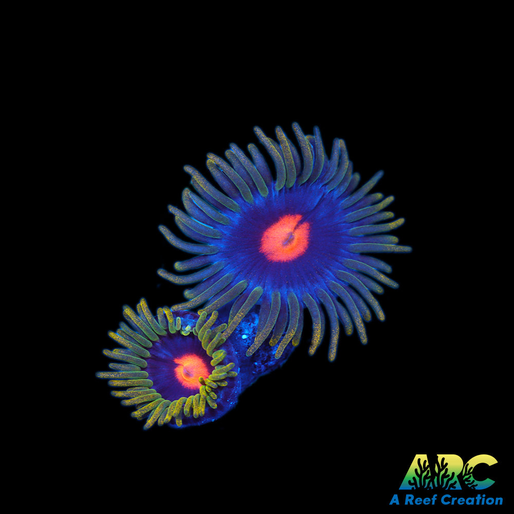 Blow Pop Zoas
