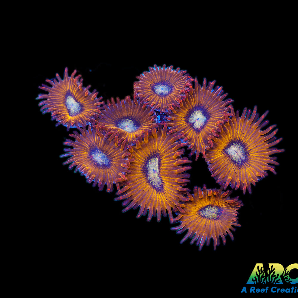 Pikachu Zoas