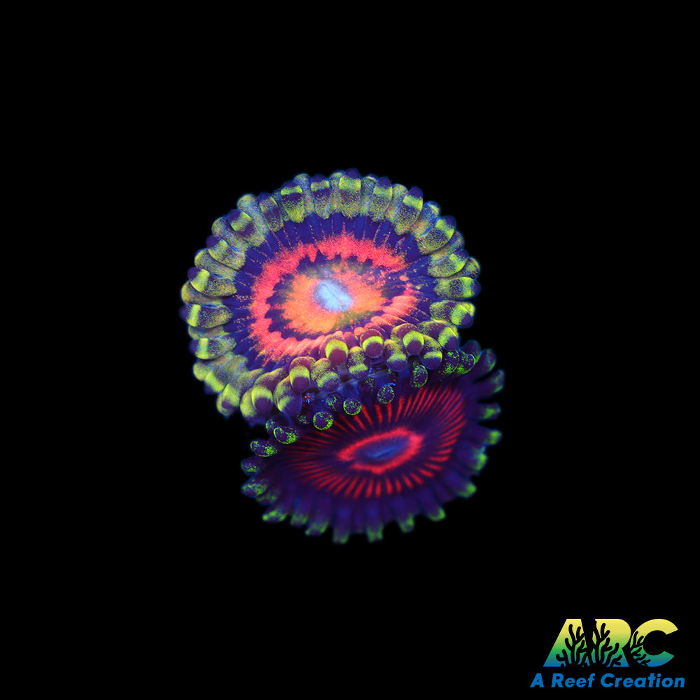 Rainbow Incinerator with Space Queen