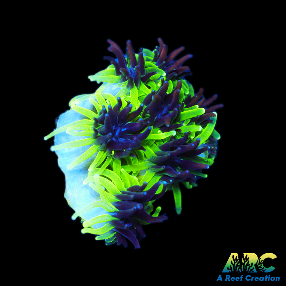 Sonic the Hedgehog Galaxea