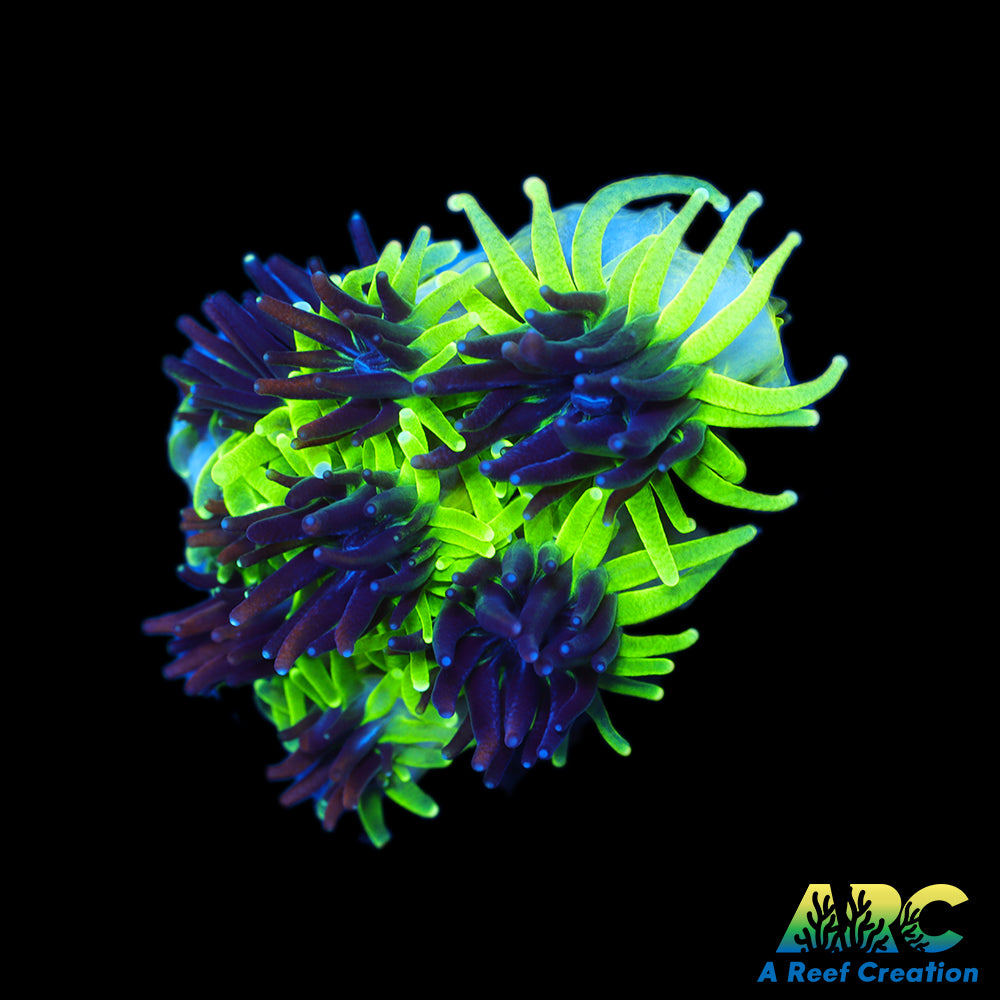 Sonic the Hedgehog Galaxea