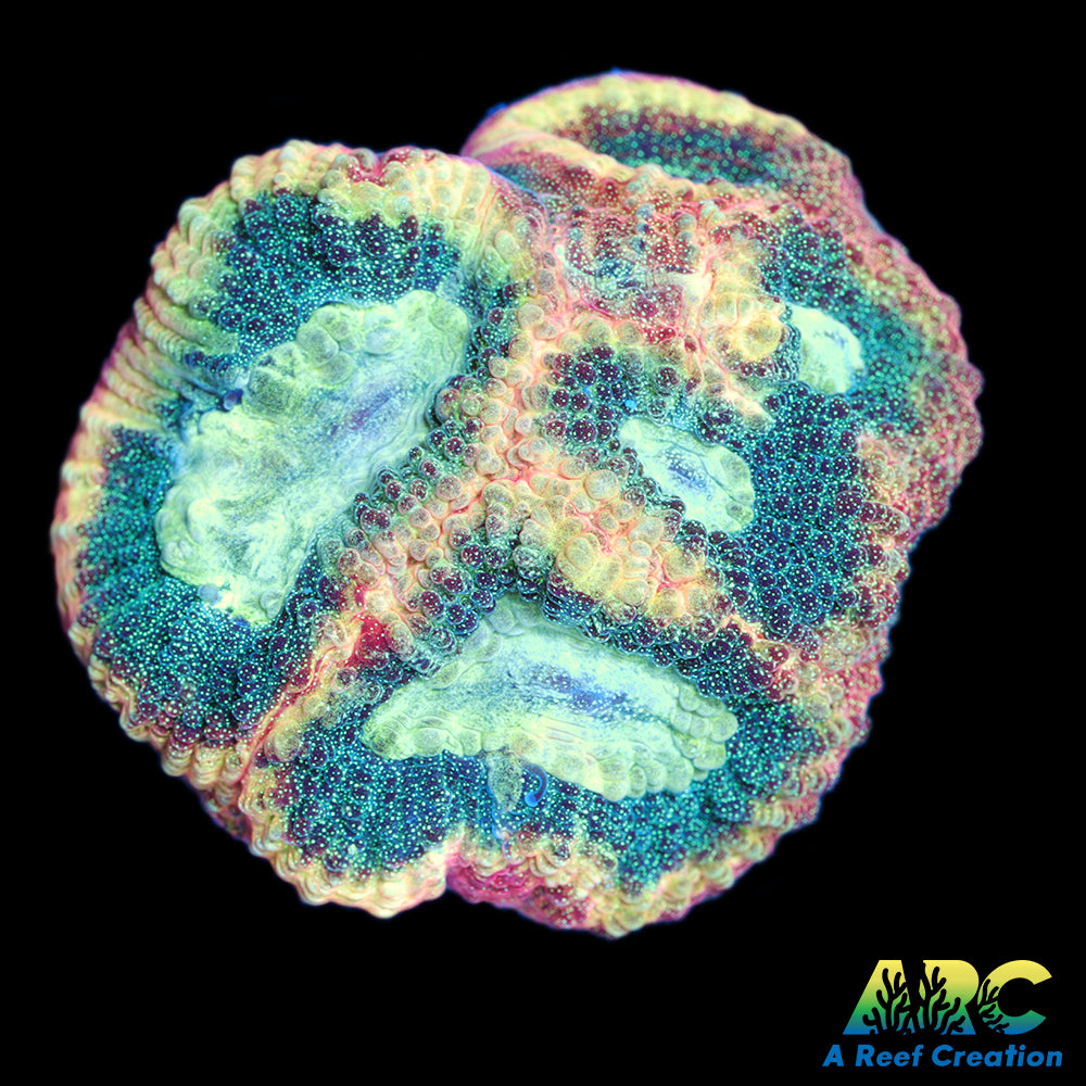 ARC Brent's Reverse Prism Favia