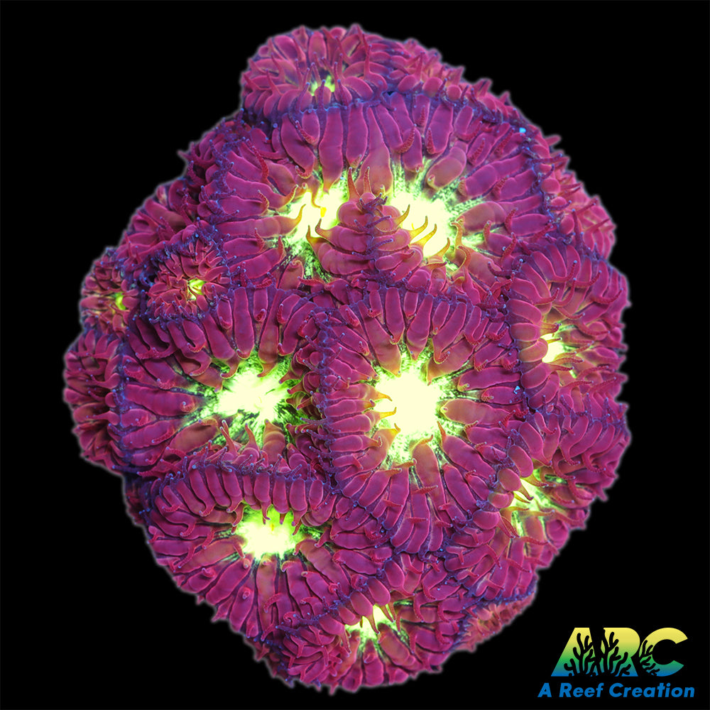 ARC Red Velvet Blasto merletti