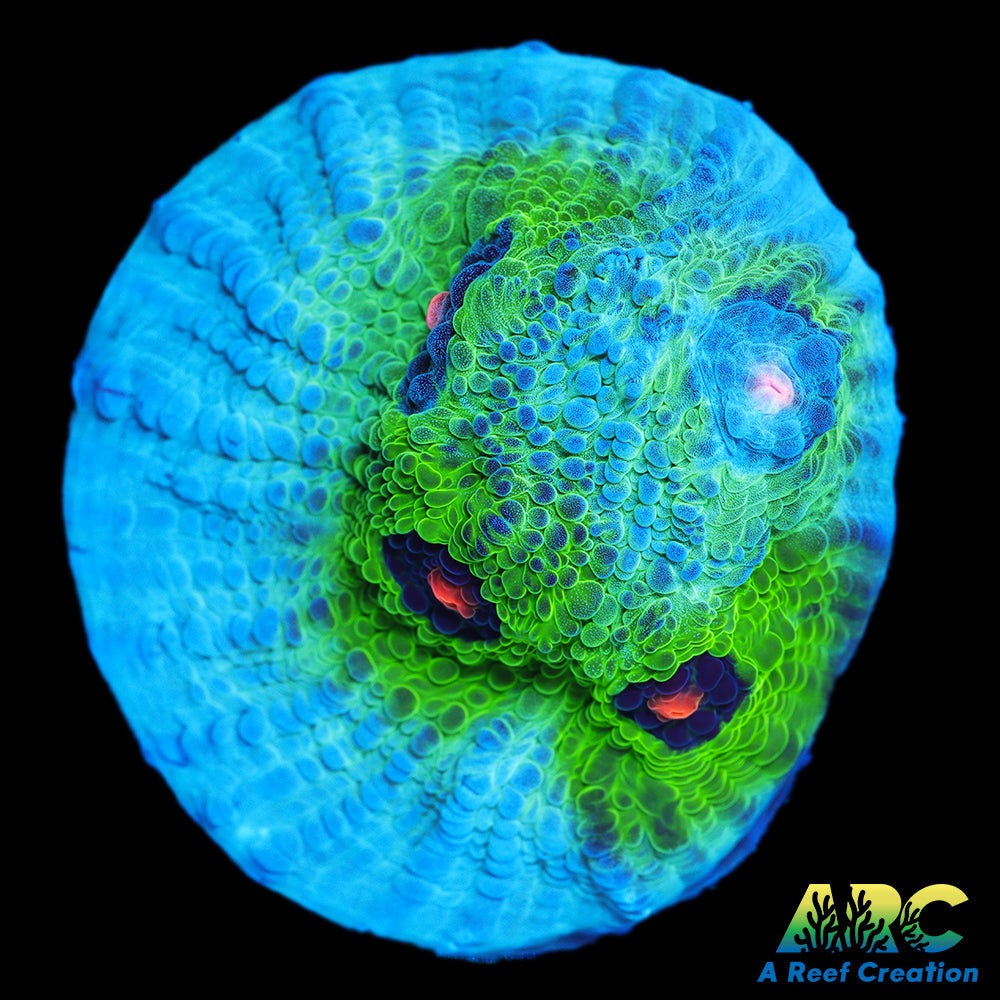 Avatar Mycedium Chalice