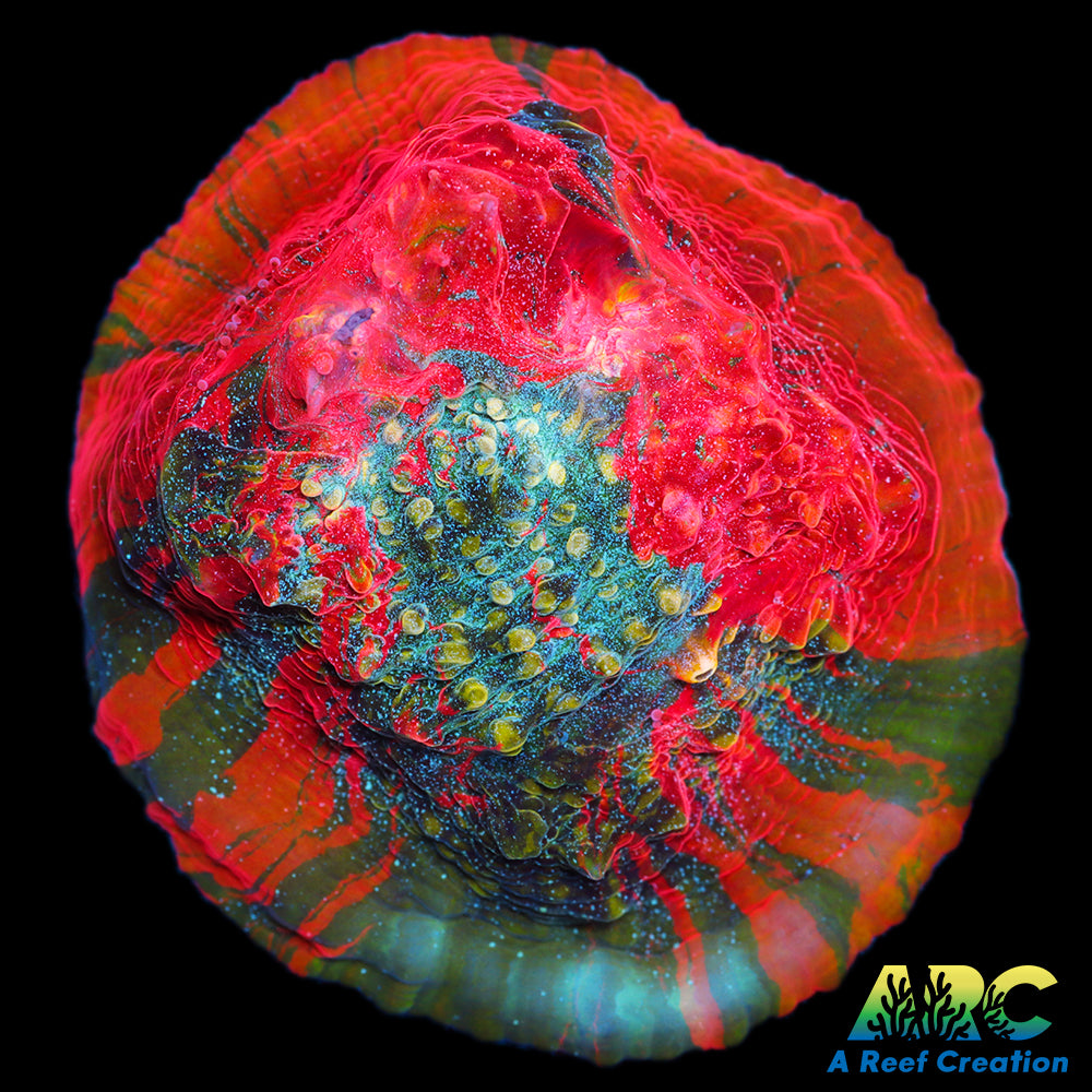 OG Trop's Overdose Chalice