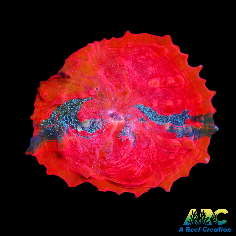 OG Trop's Overdose Chalice