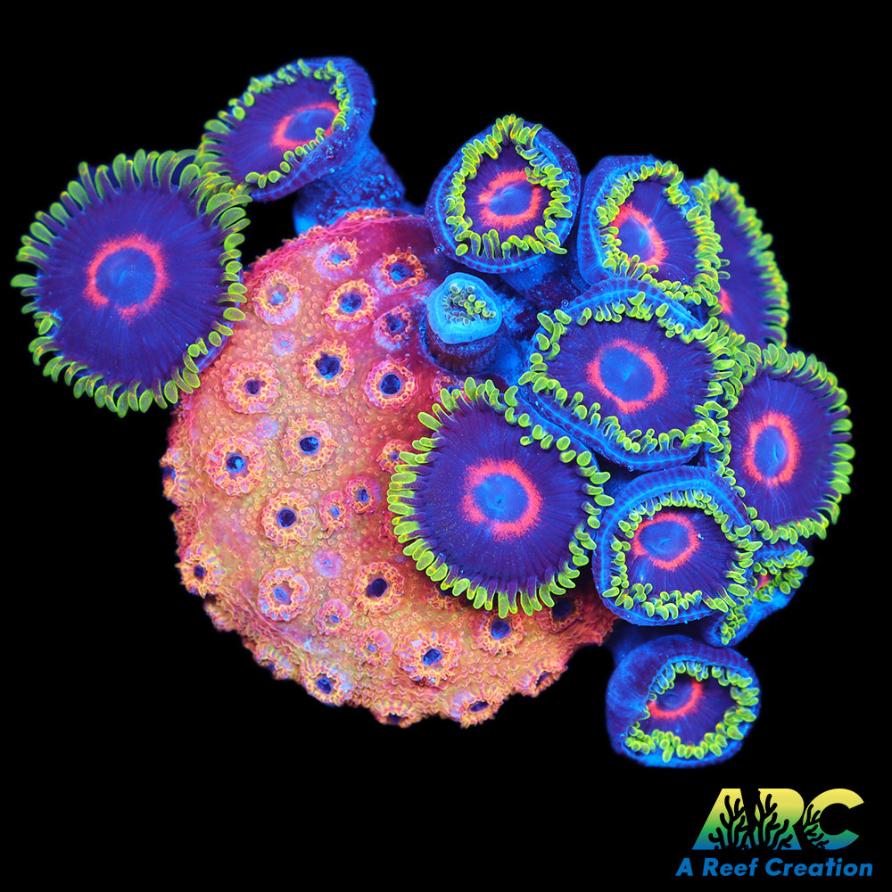 Purple Hearts and Cyphastrea