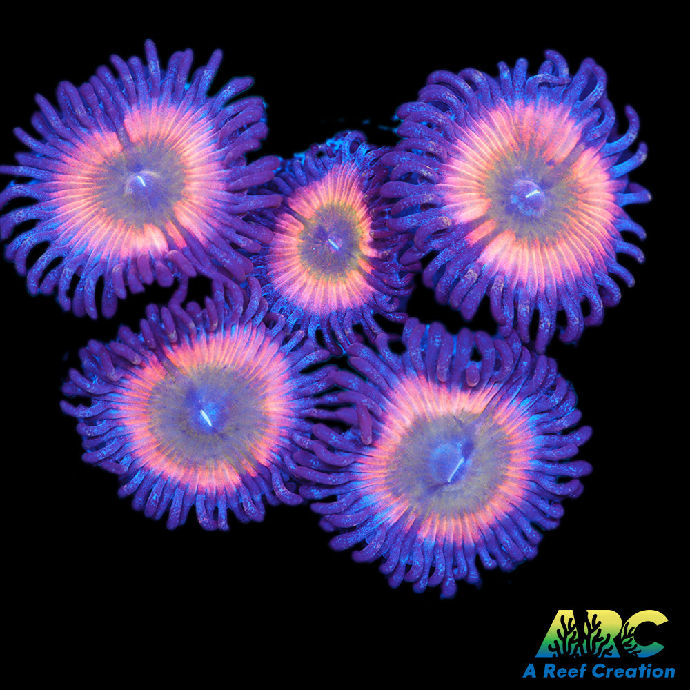 CB Rainbow Infusion Palys