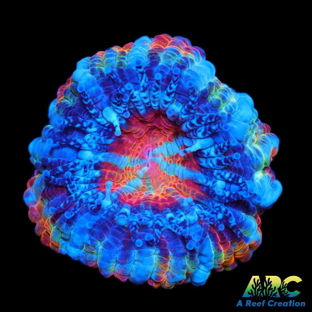 Johnny C's Rainbow Sprinkles Acan