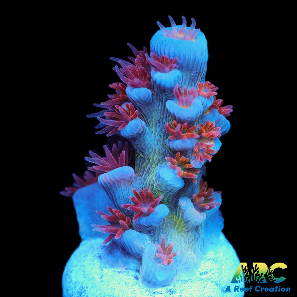 RRC Angry Birds Tenuis