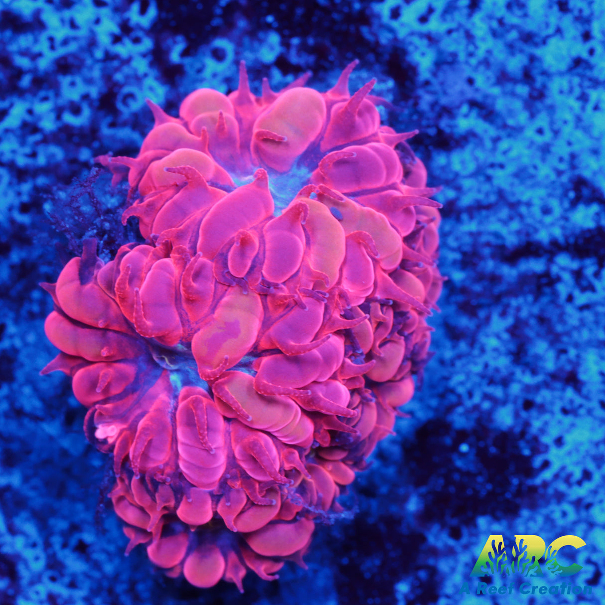 ECC Blue Raven Blasto merletti