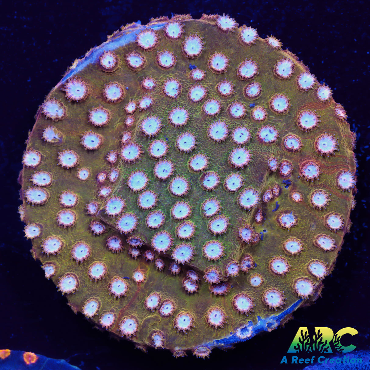 FF Yellow Cyphastrea