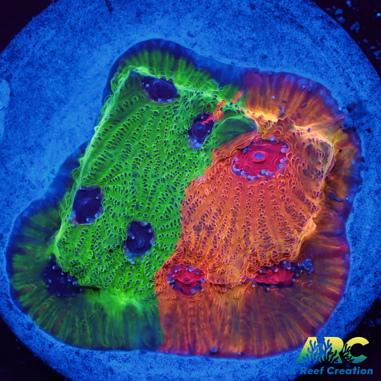 Two Faced Fascination Favites