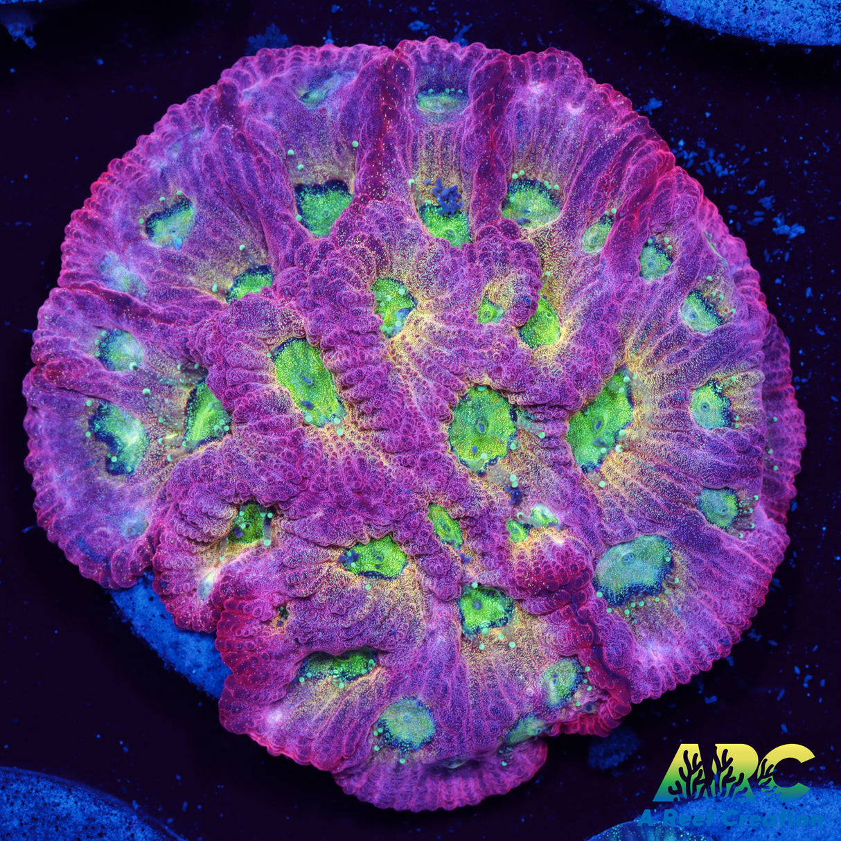 JF Dayglo Favites